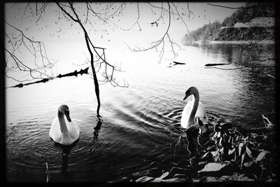 View of swans swimming in lake