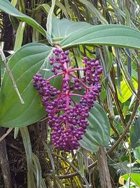 Close-up of purple flowers blooming outdoors