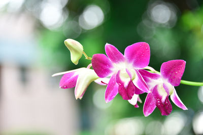 Close-up of pink flowering plant