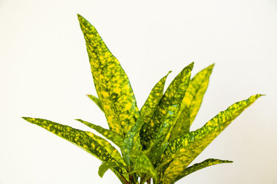 Close-up of fresh green plant against white background