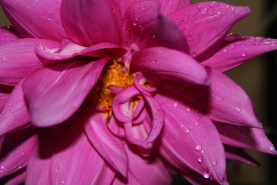 Close-up of wet pink flower
