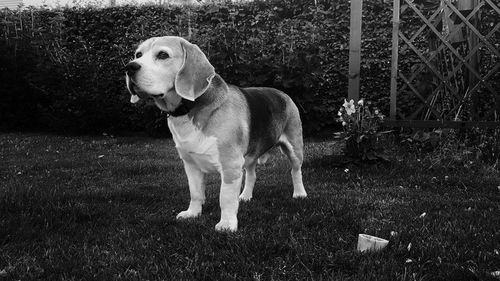 Dog looking away on field