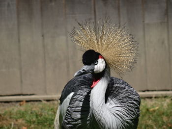 Close-up of bird against blurred background