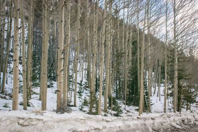 Pine trees in forest during winter