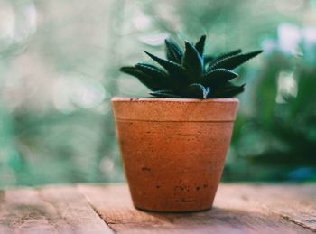 Close-up of potted plant on table