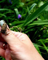 Close-up of hand holding small plant