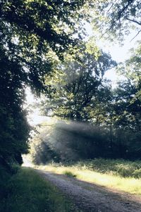 Road amidst trees in forest