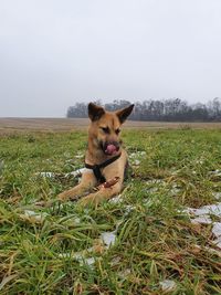 Dog relaxing on field