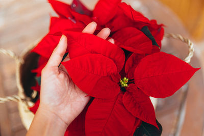 Close-up of hand holding red flower