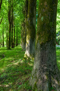 Trees in forest