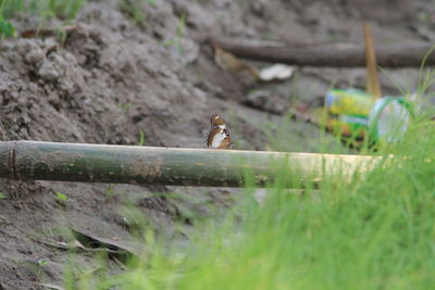 Close-up of bird perching on grass