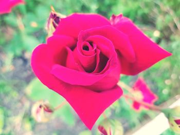 Close-up of pink rose