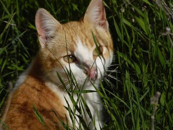 Close-up of a cat on field