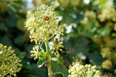 Close-up of insect on flowering plant