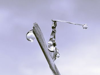 Low angle view of water drop on twig against sky