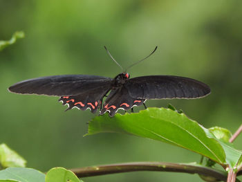 Close-up of butterfly on plant