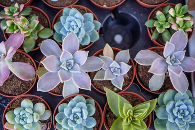 Full frame shot of succulent plants