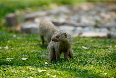 Close-up of squirrel on field