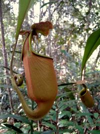 Close-up of leaf hanging on tree