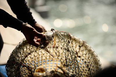 Close-up of hand holding leaf against sea