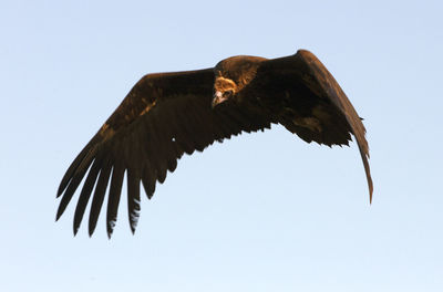 Low angle view of eagle flying in sky