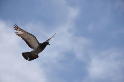Low angle view of seagull flying
