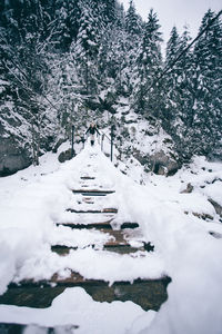 Snow covered trees on landscape