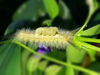 Close-up of insect on flower