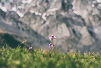 Close-up of purple flowering plant on field