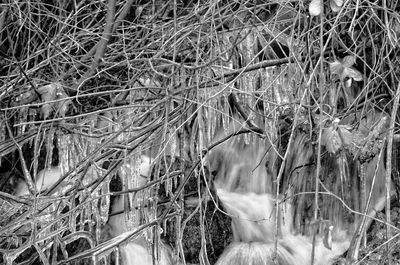 Close-up view of bamboo