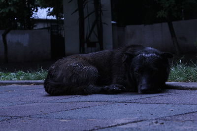 Dog resting on footpath in city