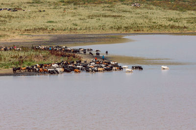 High angle view of cattle by the lake