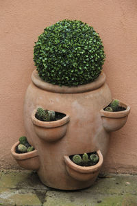 Close-up of potted plant