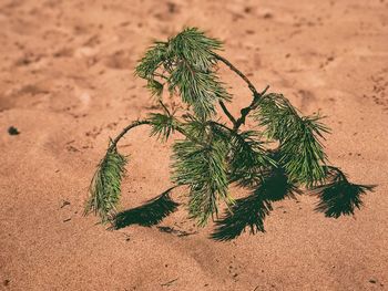 High angle view of plant on sand