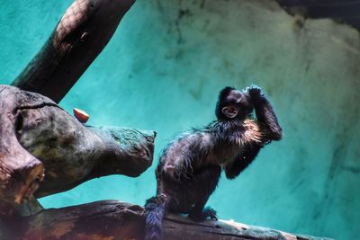 Close-up of monkey in zoo