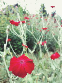 Close-up of red flowering plant