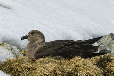 View of bird on snow covered land