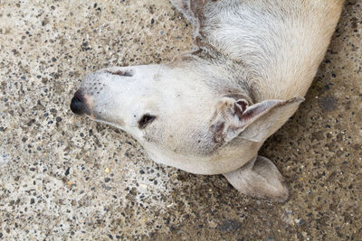 High angle view of animal sleeping on beach which is white indian street dog.