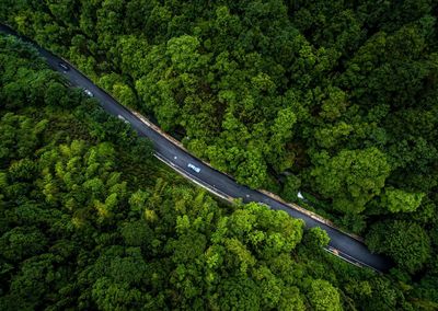 High angle view of trees in forest