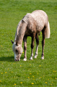 Horse grazing in field