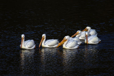 Swans swimming in lake