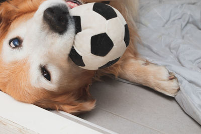 Close-up of dog lying on bed