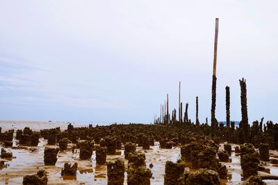 Plants growing on land against sky