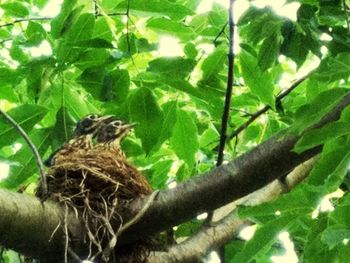 Low angle view of a bird on tree