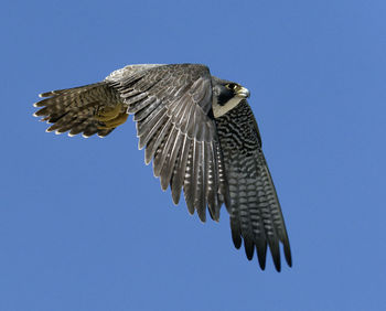 Low angle view of eagle flying against clear blue sky