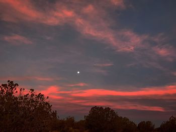 Low angle view of silhouette trees against sky at night