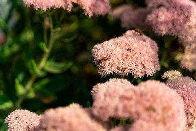Close-up of pink flowering plants on field