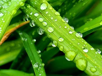 Close-up of wet leaves on rainy day