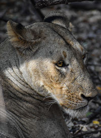 Close-up of lioness