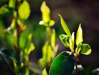 Close-up of plant